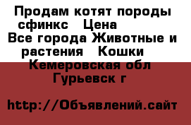 Продам котят породы сфинкс › Цена ­ 4 000 - Все города Животные и растения » Кошки   . Кемеровская обл.,Гурьевск г.